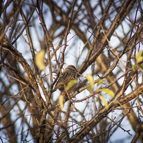 White-Crowned Sparrow, Missouri One gorgeous December evening, I jumped out the door, camera in hand, ready to shoot some birds. Though common this time of the year, it was still a challenge for me to grab a picture of this energetic bird as it flew from tree to tree and bush to bush. But in the end I was left with some very appetizing photos. Fall,Geotagged,Missouri,United States,White-crowned Sparrow,Zonotrichia leucophrys,bird,female,winter