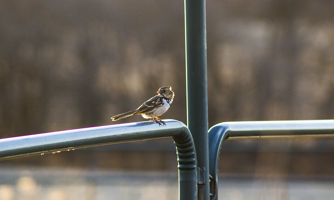 Resting On the Arena I walked about my yard with my camera, as I do ever so often, when I spotted this bird on our arena fence. It could be a sparrow but I'm not quite sure what species this bird is, so if you know it would be greatly appreciated if someone told me :) Bird,Fence,Geotagged,United States,Winter,winter