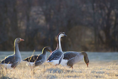 A Flock O' Geese  Anser cygnoides,Goose,Greylag Goose,Swan Goose