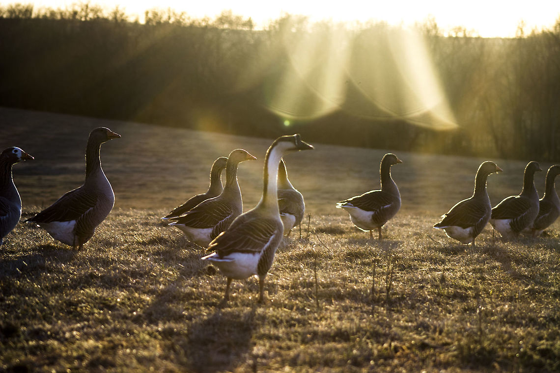 A Flock O' Geese  Anser cygnoides,Goose,Greylag Goose,Swan Goose