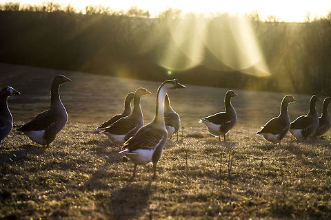 A Flock O' Geese  Anser cygnoides,Goose,Greylag Goose,Swan Goose