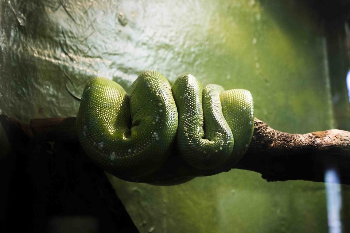Just Layin' Around  Green tree Python,Green tree python,Morelia viridis,green snake,snake