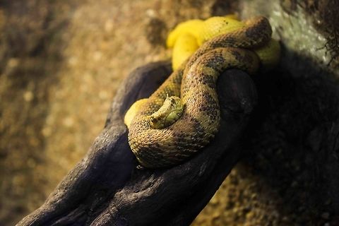Why are you staring at me? When I took this picture at the zoo I forgot to write down it's species. So I'm not quite sure what this specimen is. Bothriechis schlegelii,Eyelash Viper,snake