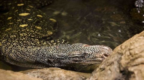 Komodo Dragon