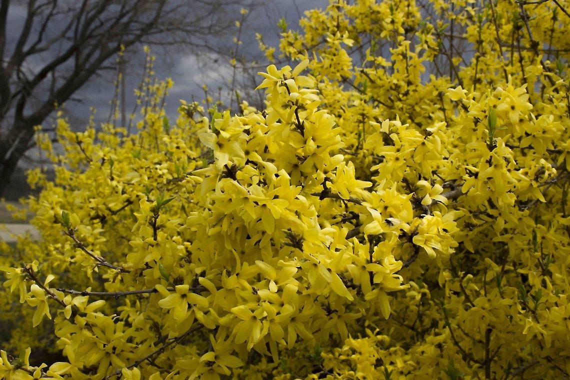 Forsythia  Forsythia suspensa