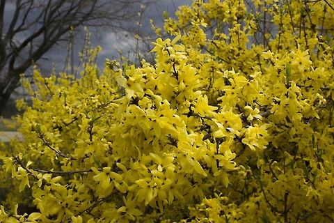 Forsythia  Forsythia suspensa