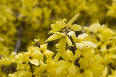 Forsythia  Forsythia suspensa