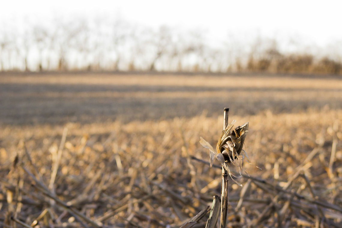 Maize Out for a walk. Corn,Fall,Field,Harvested Corn,Maize,Zea mays