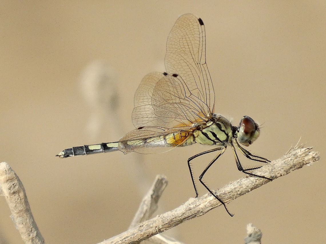 Green Marsh Hawk Shot at Chaari Dhand, Kutch Gujarat, India<br />
Orthetrum sabina, the Slender Skimmer [1] or Green Marsh Hawk,[2] is a species of dragonfly in the family Libellulidae. It is widespread, being found from southeastern Europe and North Africa to Japan and south to Australia and Micronesia. Adults are greyish to greenish yellow with black and pale markings. It is very similar to Orthetrum serapia in appearance, with both species appearing in northern Australia. Pale markings on segment four of the abdomen do not extend into the posterior section when viewed from above on Orthetrum sabina. It is medium sized with a wingspan of 60-85mm. Fall,Geotagged,India,Orthetrum sabina,Slender Skimmer