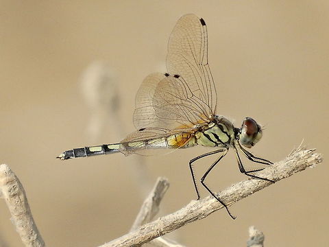 Green Marsh Hawk Shot at Chaari Dhand, Kutch Gujarat, India
Orthetrum sabina, the Slender Skimmer [1] or Green Marsh Hawk,[2] is a species of dragonfly in the family Libellulidae. It is widespread, being found from southeastern Europe and North Africa to Japan and south to Australia and Micronesia. Adults are greyish to greenish yellow with black and pale markings. It is very similar to Orthetrum serapia in appearance, with both species appearing in northern Australia. Pale markings on segment four of the abdomen do not extend into the posterior section when viewed from above on Orthetrum sabina. It is medium sized with a wingspan of 60-85mm. Fall,Geotagged,India,Orthetrum sabina,Slender Skimmer