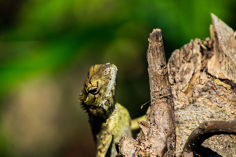 giant lizard This photo was taken at Shivanasamudra falls Calotes versicolor,Oriental Garden Lizard or Changeable Lizard