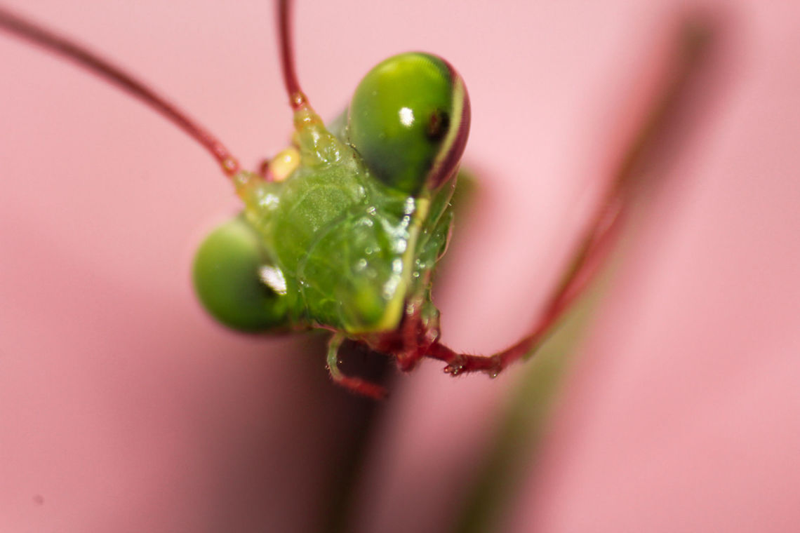 IMG_3355  African mantis