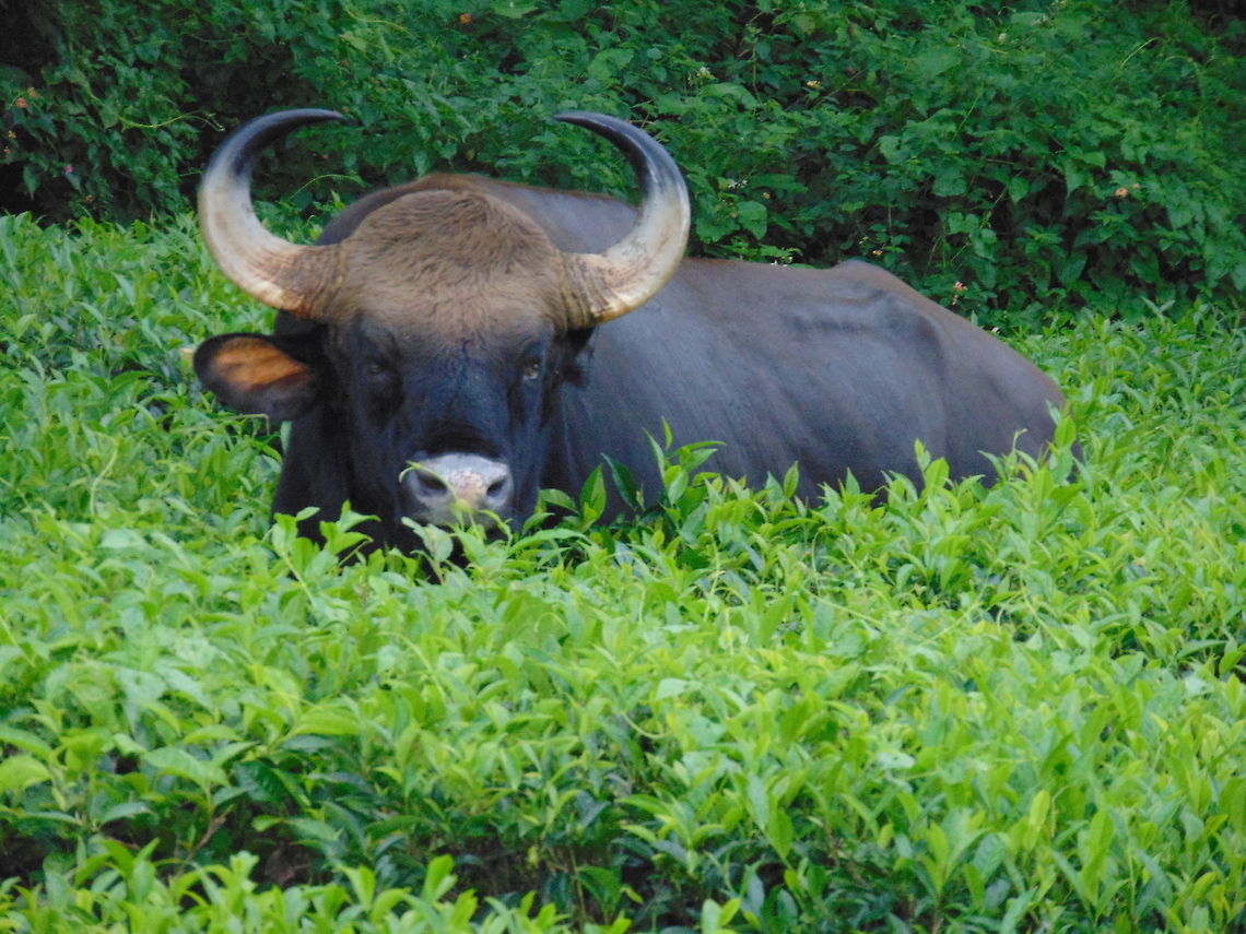 Kerala wild life White bison  occassionally seen in chinnar wild life sanctuary kerala Bos gaurus,Gaur
