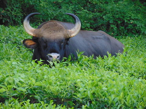 Kerala wild life White bison  occassionally seen in chinnar wild life sanctuary kerala Bos gaurus,Gaur