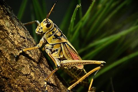 Eastern Grasshopper This is a picture of a eastern grasshopper taken with my nikon d7100 Romalea guttata,eastern grasshopper,grasshoppers,graywolfphotography,insects,macro,nature