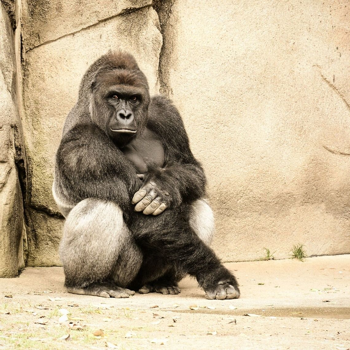 Western lowland gorilla in Cincinnati zoo This is a picture I took of a gorilla at the Cincinnati Zoo with my nikond7100 is he just beautiful? Gorilla gorilla gorilla,Western lowland gorilla,amaturephotography,animals,gorillas,graywolfphotography,kingofthejungle,nature,nikon,nikond7100,picoftheday,zoo