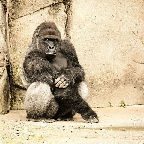Western lowland gorilla in Cincinnati zoo This is a picture I took of a gorilla at the Cincinnati Zoo with my nikond7100 is he just beautiful? Gorilla gorilla gorilla,Western lowland gorilla,amaturephotography,animals,gorillas,graywolfphotography,kingofthejungle,nature,nikon,nikond7100,picoftheday,zoo