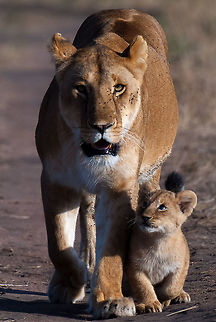 Trust This lion was walking towards the vehicle, totally relaxed the cub was not so sure and kept looking towards its mother for reassurance Africa,Animals,Big cats,Big five,Cats,East Africa,Game Drives,KWS,Kenya,Lion,Lion Cubs,Lioness,Lioness and cub,Lions,Mammals,Mara,Nature,Outdoor,Outdoors,Panthera