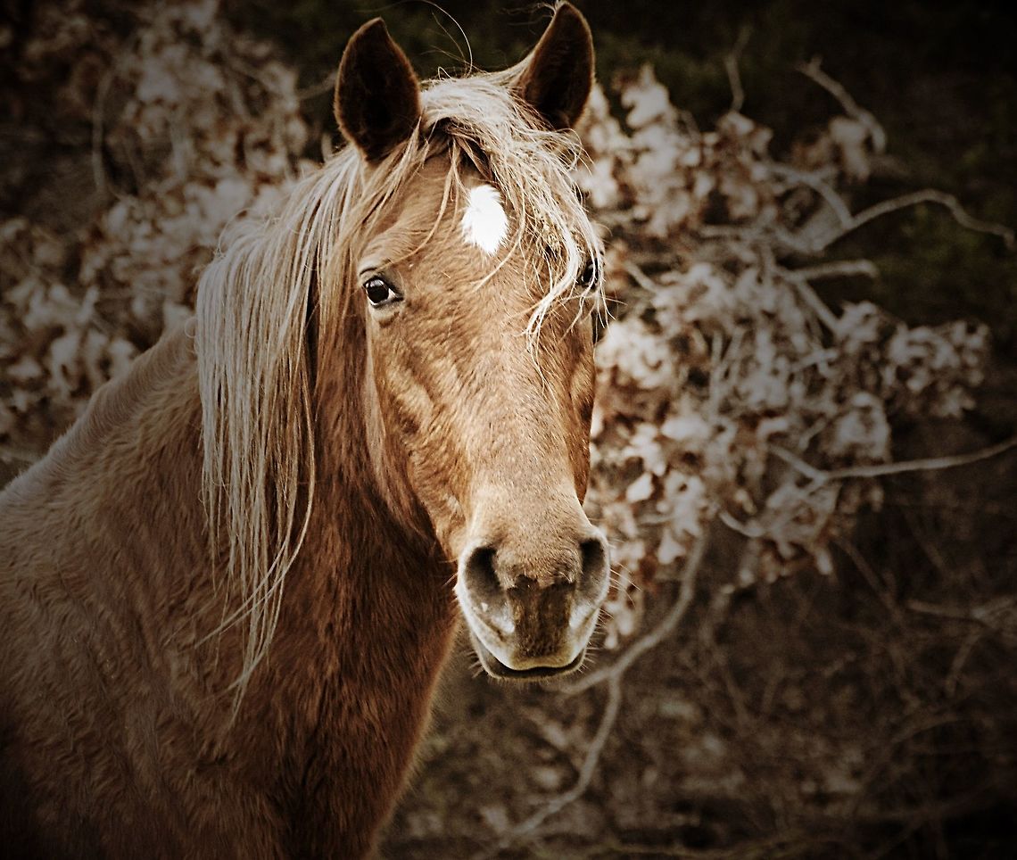 Wild Mustang This is a wild Mustang mare that roams free with her herd in The Ozarks   Equus ferus,Wild horse,equine,mustang