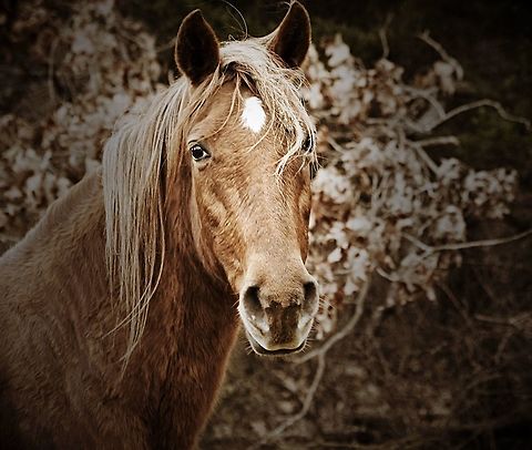Wild Mustang This is a wild Mustang mare that roams free with her herd in The Ozarks   Equus ferus,Wild horse,equine,mustang