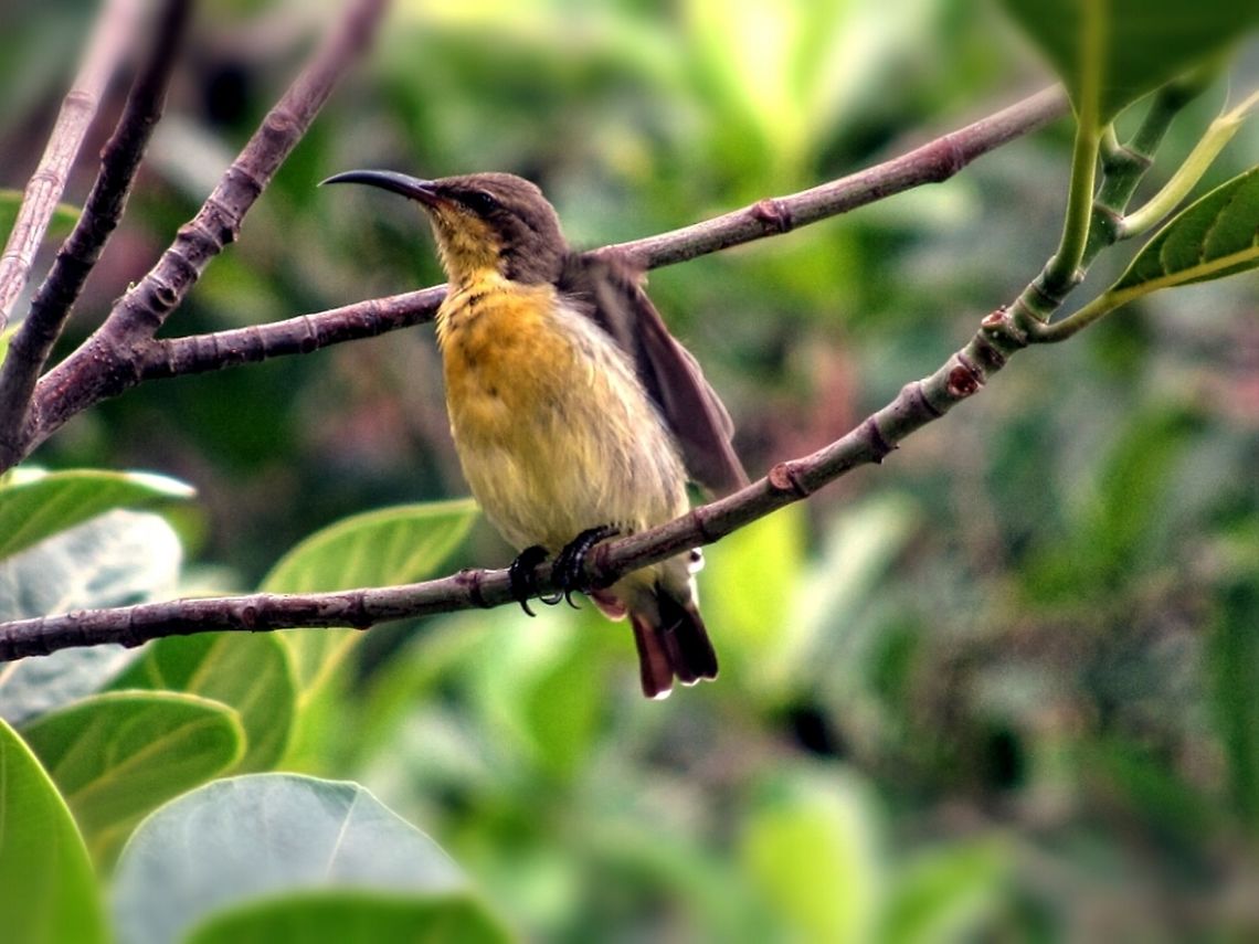 Moutusi A local small bird of Bengal. Cinnyris asiaticus,Purple sunbird,bird
