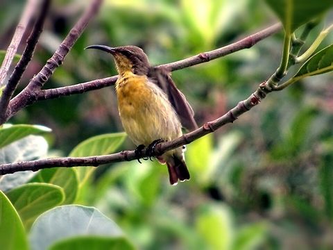 Moutusi A local small bird of Bengal. Cinnyris asiaticus,Purple sunbird,bird