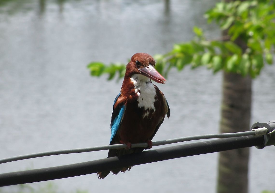 kingfisher  Halcyon smyrnensis,White-throated kingfisher