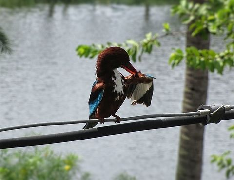 Kingfisher  BHalcyon smyrnensis,White-throated kingfisher