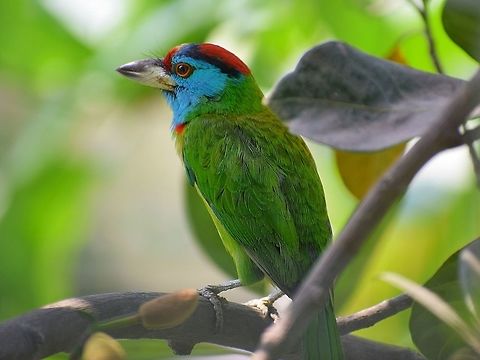 Blue throated Barbet A beautiful colourful bird Blue throated barbet