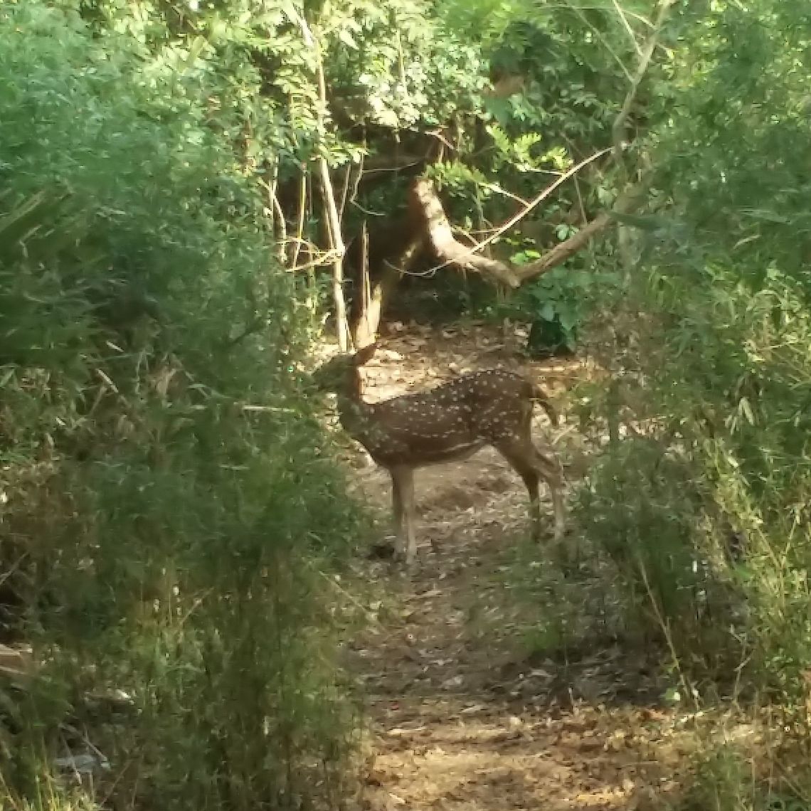 Spotted deer, Sanjay gandhi national park mumbai Spotted deer in sanjay gandhi national park mumbai Axis axis,Axis deer,Geotagged,India,wildlife photography