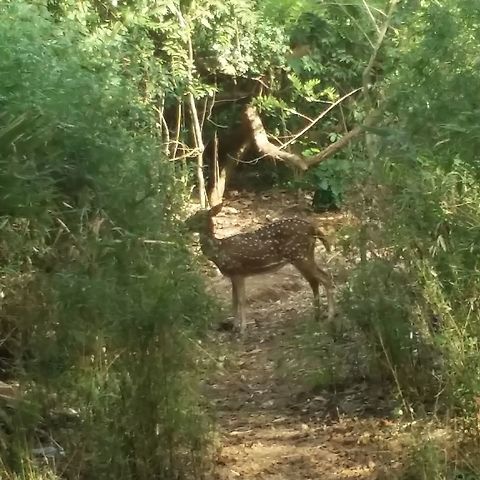 Spotted deer, Sanjay gandhi national park mumbai Spotted deer in sanjay gandhi national park mumbai Axis axis,Axis deer,Geotagged,India,wildlife photography