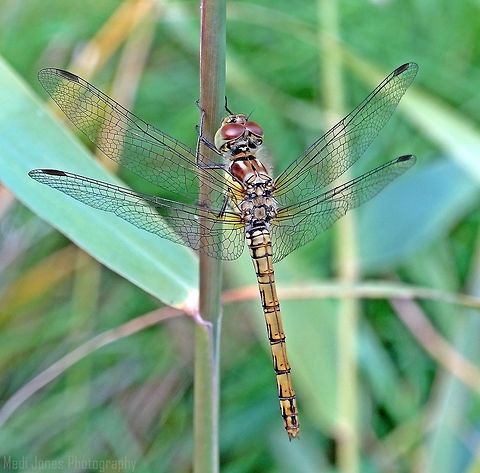 Common Darter Dragonfly I captured this magnificent creature whilst i was out my dog Bucca, It wasn't fazed by our presence at all, i managed to get 8 photos before my dog got bored, this one came out the best, really shows the detail in its wings, i love this photo, one of my favourites. Common Darter,Geotagged,Sympetrum striolatum,United Kingdom,llandudno,north wales
