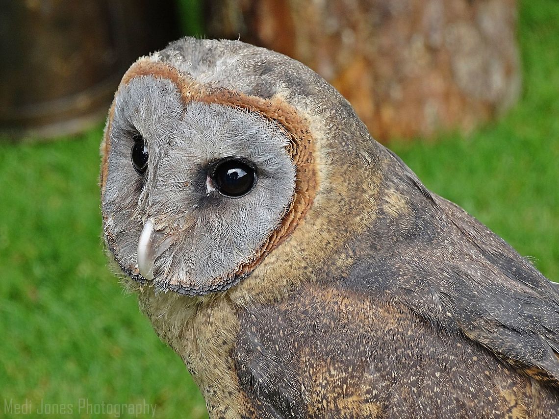 Barn Owl This beautiful Owl was captured in Bodnant Gardens in North Wales, such a stunning looking bird, I love its heart shaped face, so cute. Barn Owl,Geotagged,Summer,Tyto alba,United Kingdom,bodnant gardens,feathers,heart face,north wales