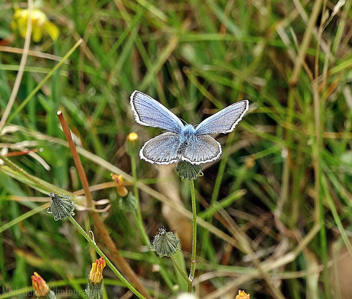 Silver Studded Blue This pretty little Silver Studded was spotted up the Great Orme in Llandudno. Blue,Butterfly,Geotagged,Plebejus argus,Silver-studded Blue,Summer,United Kingdom,moth