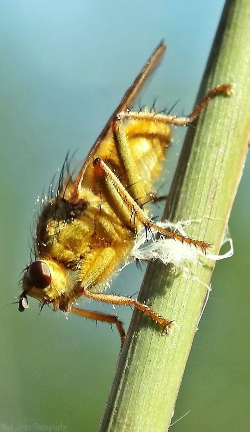 Yellow Dung Fly This cheeky fly was hovering around the horses while i was up at Aber Falls, It stuck around for a good 15 minutes so i took its photo and it decided to leave, think all he wanted was to be noticed! Aber Falls,Fall,Geotagged,Golden dung fly,Scathophaga stercoraria,United Kingdom,north wales