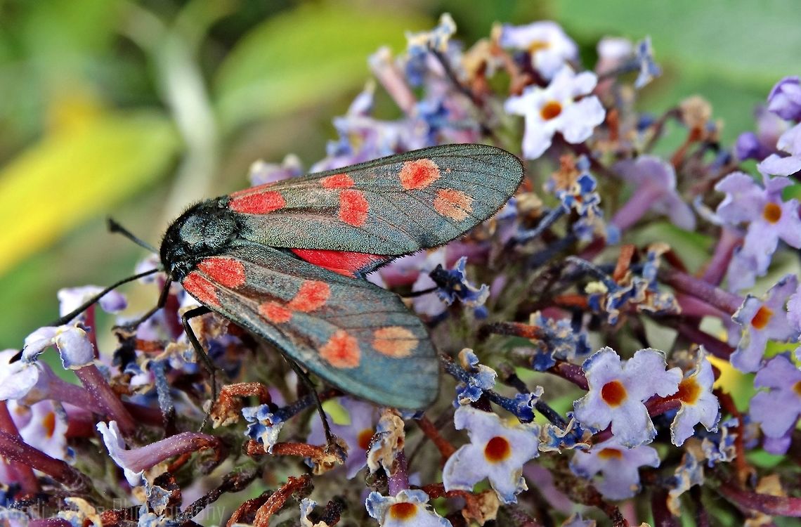 Six-spot Burnet I captured this beauty whilst out photographing birds, its stunning red and black really had me in awe of it, such a pretty moth. Geotagged,Six-spot Burnet,Summer,United Kingdom,Zygaena filipendulae,great orme,llandudno,north wales