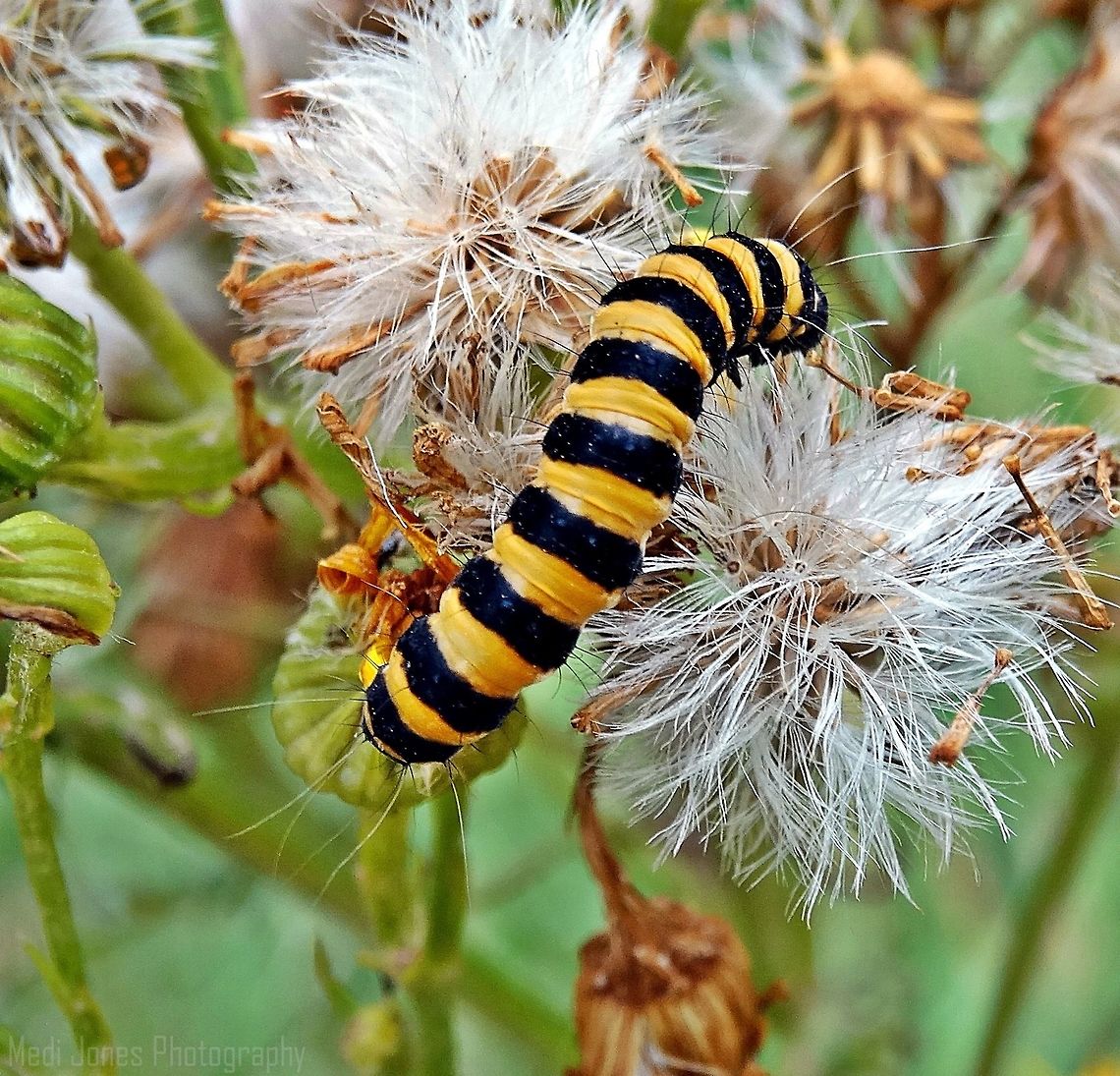 Cinnabar moth, UK  Cinnabar moth,Geotagged,Summer,Tyria jacobaeae,United Kingdom