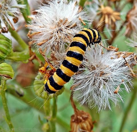 Cinnabar moth, UK  Cinnabar moth,Geotagged,Summer,Tyria jacobaeae,United Kingdom