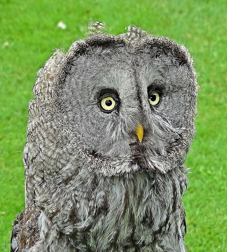 The Great Grey Owl looking very surprised! I captured this awesome Great Grey in Bodnant Gardens, he looks so surprised, I think he may of spotted a mouse or something because no sooner had i taken the shot he was off.   Great Grey Owl,Strix nebulosa,bird of,bodnant gardens,expression,feathers,surprised