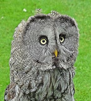 The Great Grey Owl looking very surprised! I captured this awesome Great Grey in Bodnant Gardens, he looks so surprised, I think he may of spotted a mouse or something because no sooner had i taken the shot he was off.   Great Grey Owl,Strix nebulosa,bird of,bodnant gardens,expression,feathers,surprised