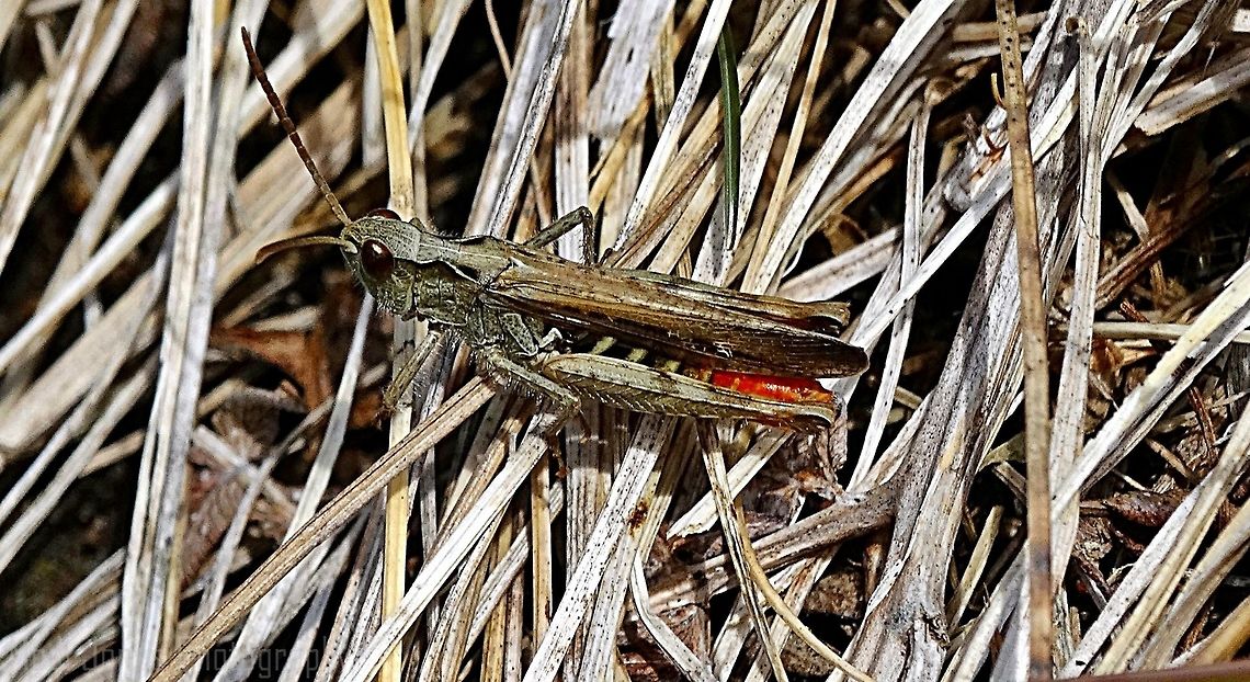 Hopping Mad This grasshopper was making so much i had to search for him to get his photo, took me a good 10 minutes to find him tucked under the dry grass. This was taken Up a mountain in Penmaenmawr while i was out dog walking.   Chorthippus brunneus,Common field grasshopper