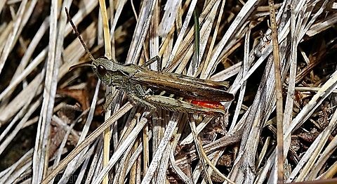 Hopping Mad This grasshopper was making so much i had to search for him to get his photo, took me a good 10 minutes to find him tucked under the dry grass. This was taken Up a mountain in Penmaenmawr while i was out dog walking.   Chorthippus brunneus,Common field grasshopper