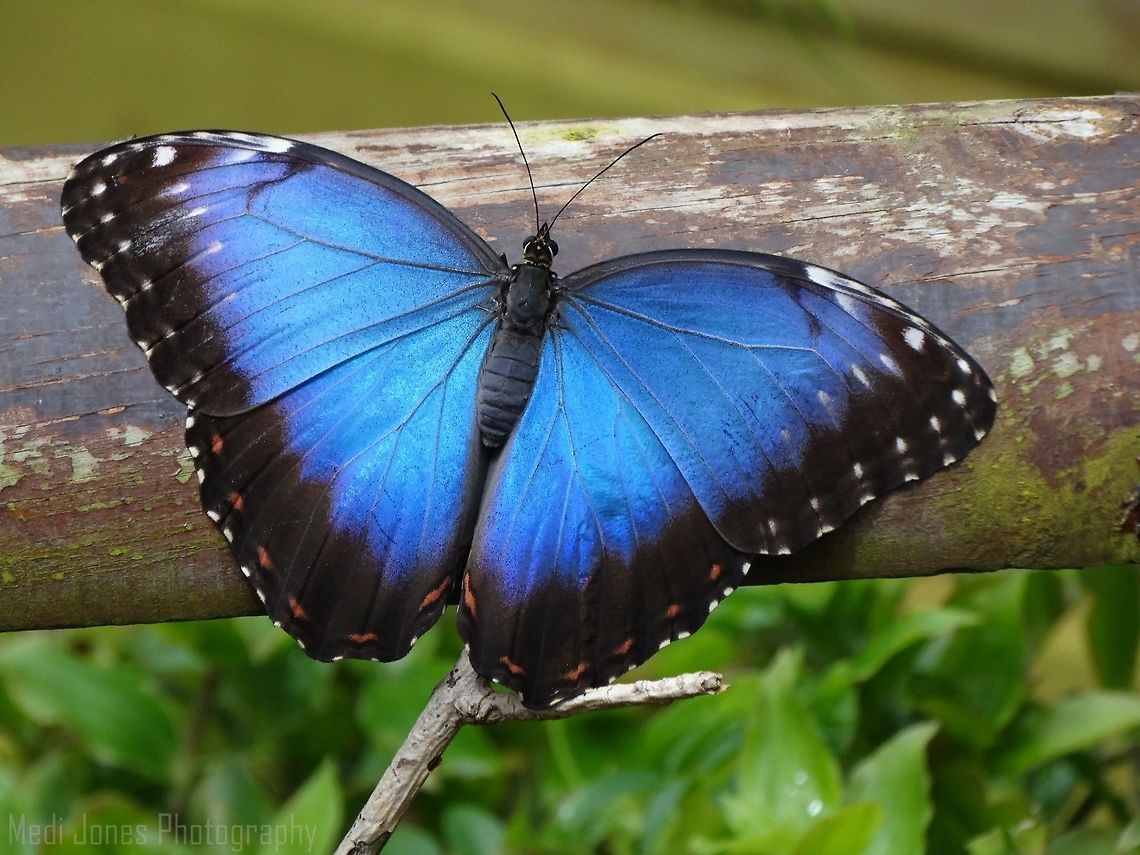 Blue Morpho Butterfly This stunning Blue Morpho was captured in Pili Palas Butterfly Jungle which can be found in Anglesey North Wales. A morpho butterfly is one of over 29 accepted species and 147 accepted subspecies of butterflies in the genus Morpho. They are neotropical butterflies found mostly in South America, Mexico, and Central America. Geotagged,Morpho peleides,Morpho polyphemus,Peleides Blue Morpho,Summer,United Kingdom,White Morpho,blue morpho,butterfly jungle,north wales,pili palas