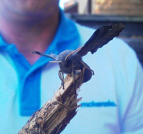 Hawk Moth This huge Hawk Moth was in my back garden i think its wing was injured as it wasnt flying anywhere, we left it under some ivy overnight it was gone the next day, my friends and family had never seen one this big before, was proud of myself for spotting it and taking care of it. Geotagged,Laothoe populi,United Kingdom,big wings,hawk moth