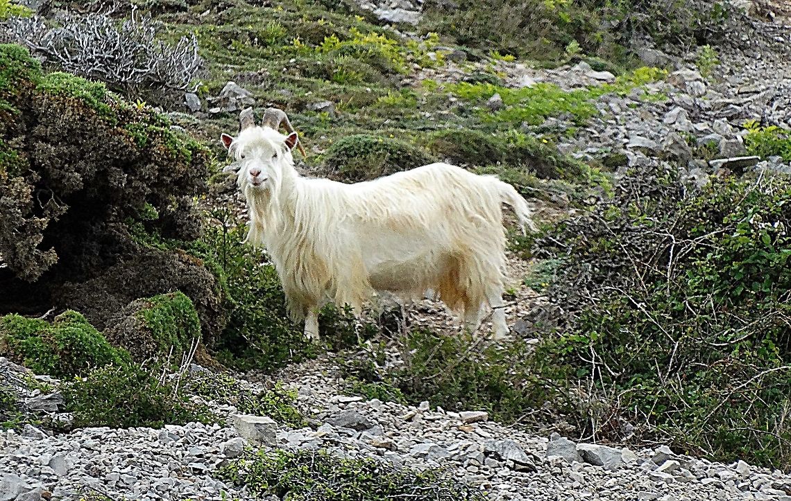The Great Orme Kashmiri Goats  &#039;A herd of feral Kashmir goats has roamed wild for maybe one hundred years over the slopes of the Great Orme, during this period [there was, in actual fact, a certain amount of culling carried out by Mostyn Estates in the early days], they have never really received any attention from the landowners, or managers, until a small number of the goats were removed in 1990. After this removal operation of 26 goats in February 1990, there was, as I&#039;m sure you are aware, a public outcry against this act. It was decided afterwards that a study on the goats should take place to prevent further removals to take place without good reason. The Great Orme goats had never been studied before, and it was felt that more information was needed regarding their health, reproduction rates, and general population size in relation to the grazing capacity of the Orme. The study of the goats will now continue for, as yet, an unknown number of years, but eventually it is hoped that there will be sufficient information available regarding the herd, so that its numbers can effectively be managed, and the population can be maintained at a sensible level in relation to the size of the Great Orme&#039;. As quoted ... <a href="http://www.llandudno.com/goats.html" rel="nofollow">http://www.llandudno.com/goats.html</a> Capra falconeri,Geotagged,Markhor,Summer,United Kingdom,great orme kashmiri Goat,llandudno,north wales