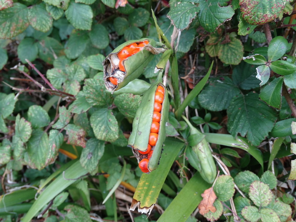 Iris foetidissima, also known as Stinking Ivy Iris foetidissima, is a species of iris found in open woodland, hedge banks and sea-cliffs. Its natural range is Western Europe, including England south of Durham and also Ireland, and from France south and east to N. Africa, Italy and Greece.  I captured this on the Great Orme in Llandudno. Fall,Geotagged,Iris foetidissima,United Kingdom,berries,nature,plant