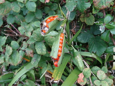 Iris foetidissima, also known as Stinking Ivy Iris foetidissima, is a species of iris found in open woodland, hedge banks and sea-cliffs. Its natural range is Western Europe, including England south of Durham and also Ireland, and from France south and east to N. Africa, Italy and Greece.  I captured this on the Great Orme in Llandudno. Fall,Geotagged,Iris foetidissima,United Kingdom,berries,nature,plant