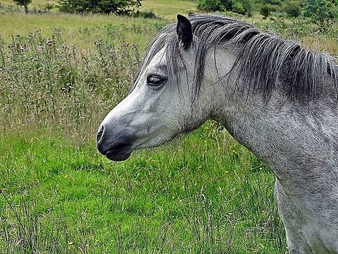 Wild Grey Stallion This wild stallion was captured roaming the fields whilst my friend and I were going up to the see the Waterfall at Aber Falls, he was so beautiful to look at and not afraid at all. Equus ferus,Geotagged,Summer,United Kingdom,Wild horse,aber falls,north wales