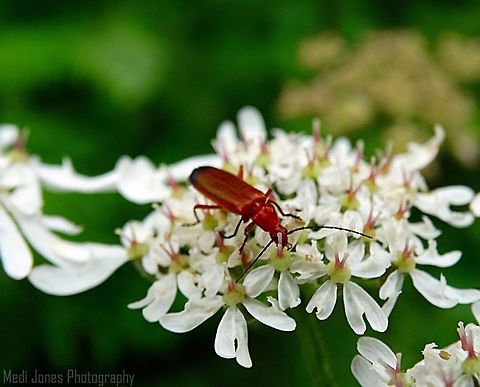 Common Shield Bug Found on the Conwy Morfa. Common red soldier beetle,Geotagged,Rhagonycha fulva,Summer,United Kingdom