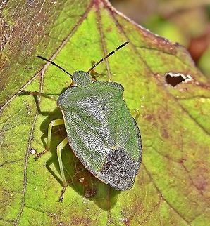 Shield Bug Found down a grassy lane at the back of my home. Green shield bug,Palomena prasina